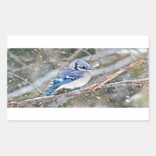 Blue Jay in a Snowstorm Sticker