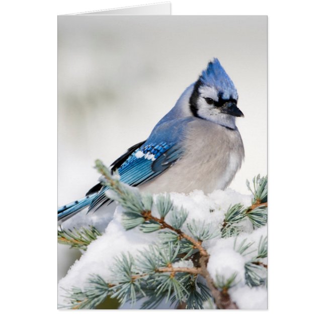 Blue Jay in Blue Atlas Cedar (Front)