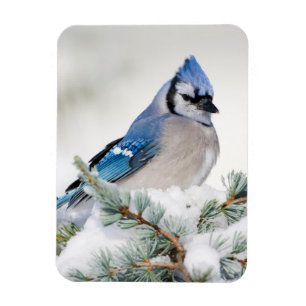 Blue Jay in Blue Atlas Cedar Magnet