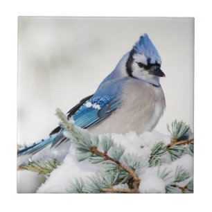 Blue Jay in Blue Atlas Cedar Tile