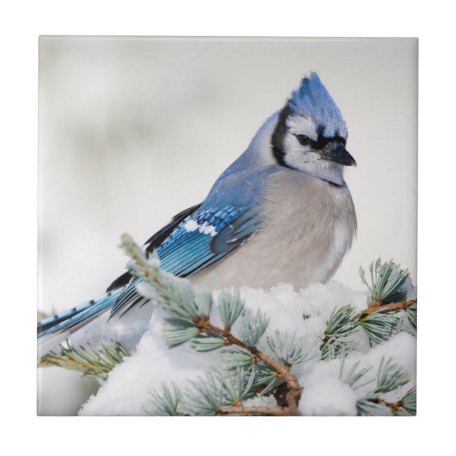 Blue Jay in Blue Atlas Cedar Tile (Front)