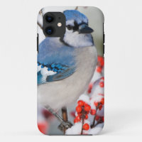 Blue Jay in Common Winterberry