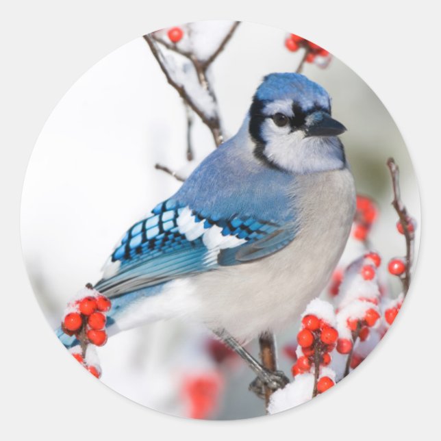 Blue Jay in Common Winterberry Classic Round Sticker (Front)