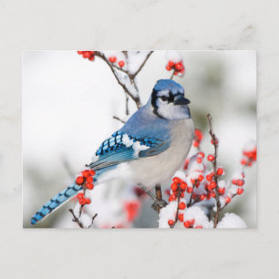 Blue Jay in Common Winterberry Postcard