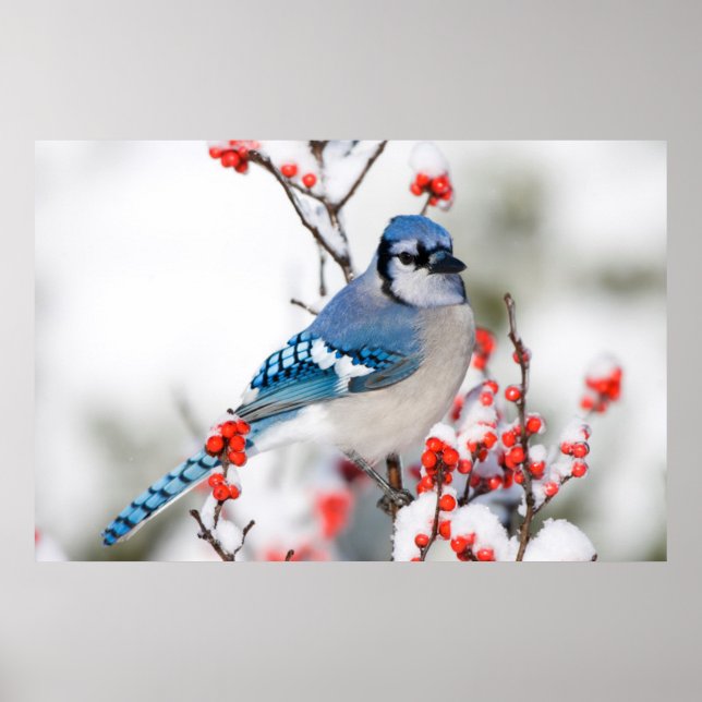 Blue Jay in Common Winterberry Poster (Front)