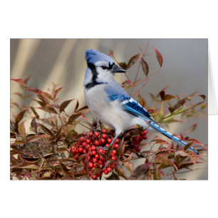 Blue Jay in Nandina Heavenly Bamboo