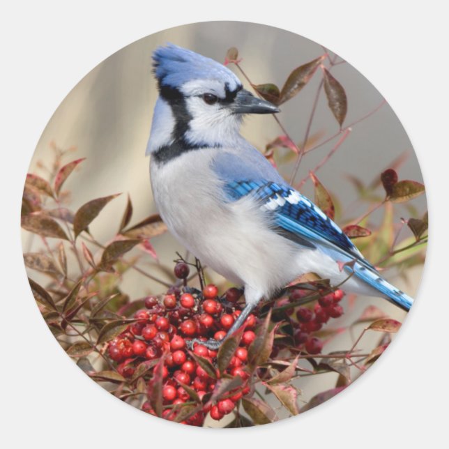 Blue Jay in Nandina Heavenly Bamboo Classic Round Sticker (Front)