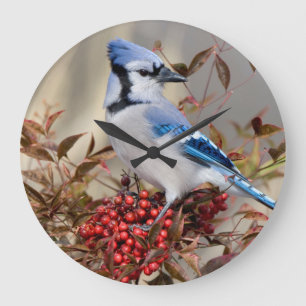 Blue Jay in Nandina Heavenly Bamboo Large Clock