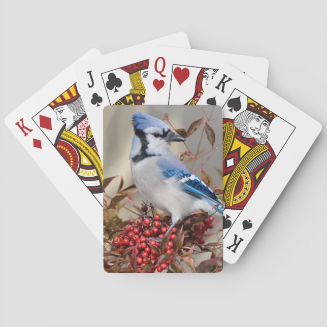 Blue Jay in Nandina Heavenly Bamboo Playing Cards (Back)