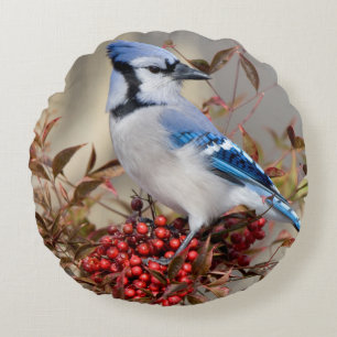 Blue Jay in Nandina Heavenly Bamboo Round Pillow