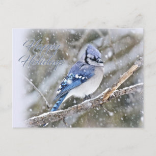 Blue Jay in Snow Christmas Holiday Postcard
