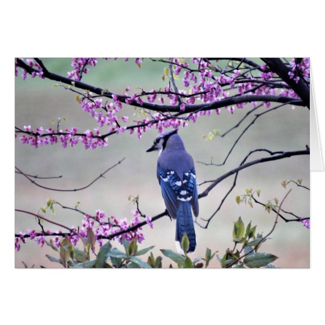 Blue Jay in Spring (Front Horizontal)