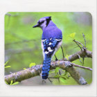 Blue Jay in the Forest by Reay of Light