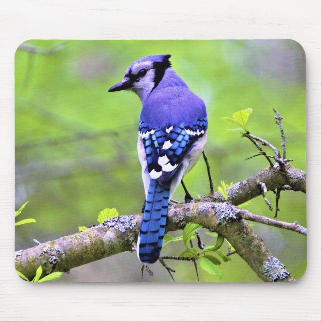 Blue Jay in the Forest by Reay of Light Mouse Pad (Front)