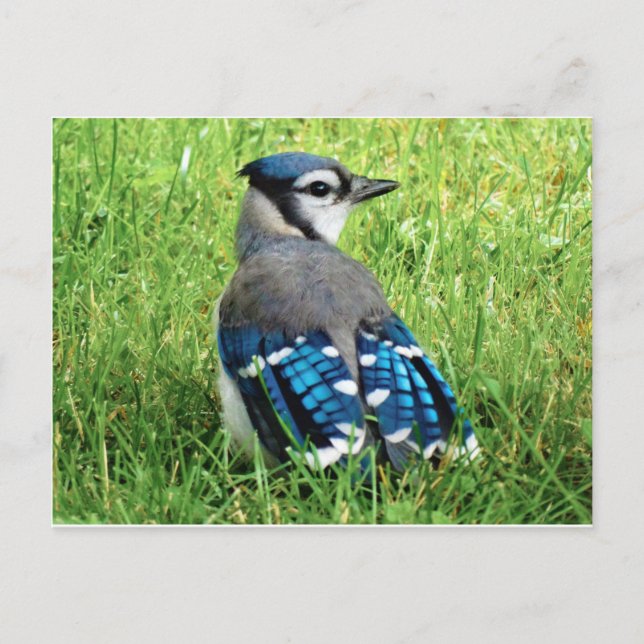 Blue Jay in the Grass Postcard (Front)