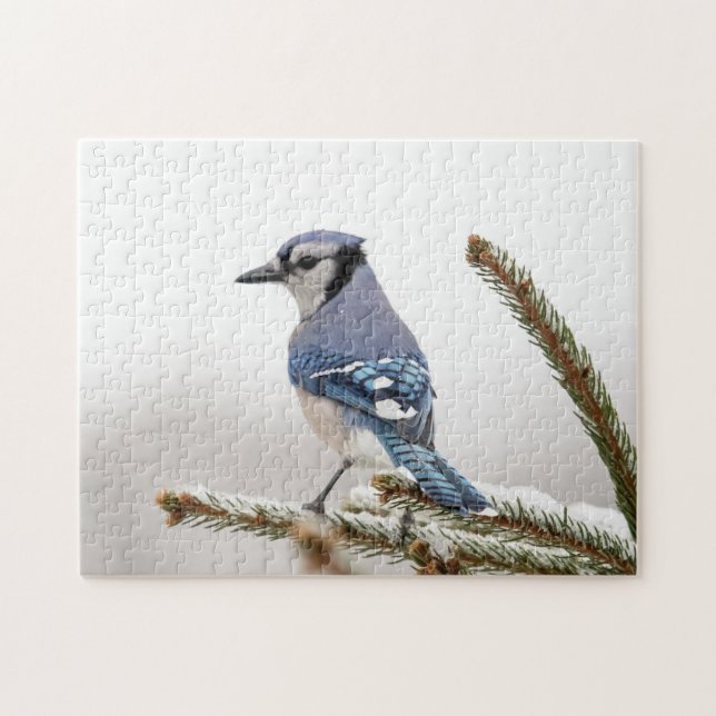 Blue Jay in Winter Jigsaw Puzzle (Horizontal)