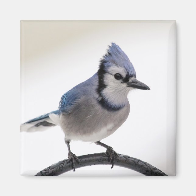 Blue Jay in Winter Magnet (Front)