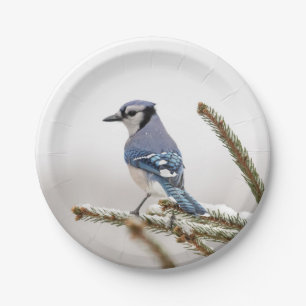 Blue Jay in Winter Paper Plate