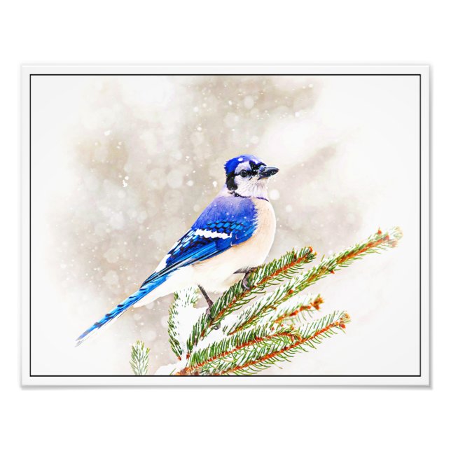 Blue Jay in Winter Photo Print (Front)