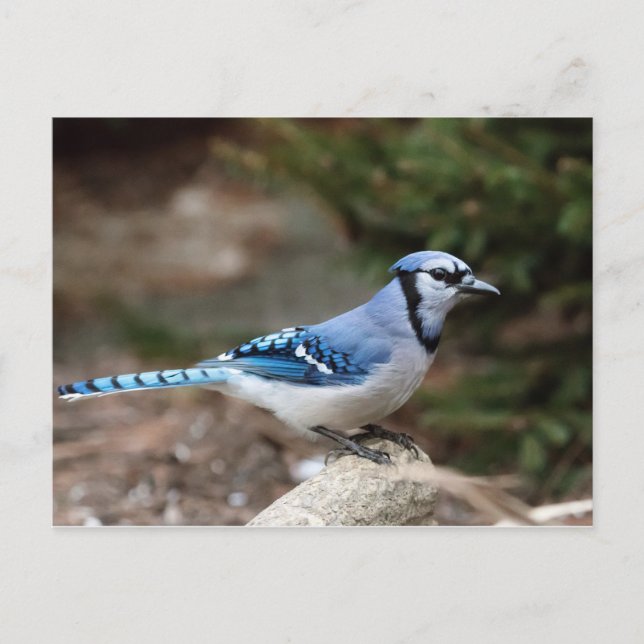 Blue Jay in Winter Postcard (Front)