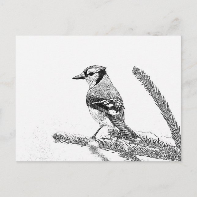 Blue Jay in Winter Sketch Postcard (Front)