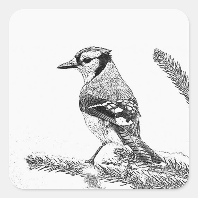Blue Jay in Winter Sketch Square Sticker (Front)