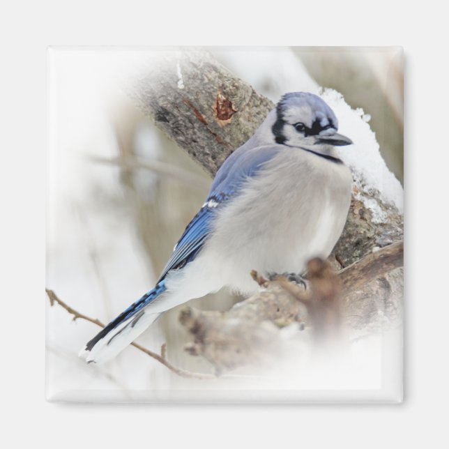 Blue Jay in Winter Snow Magnet (Front)