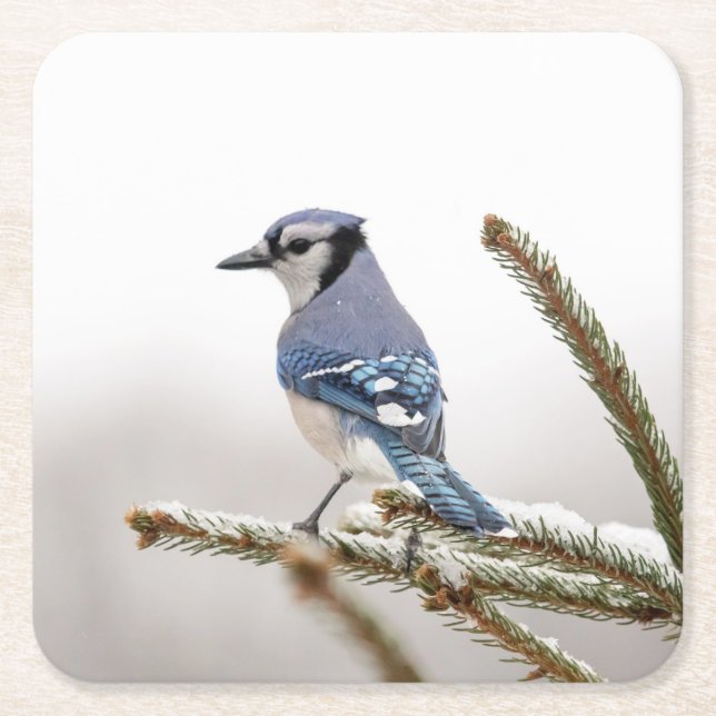 Blue Jay in Winter Square Paper Coaster (Front)