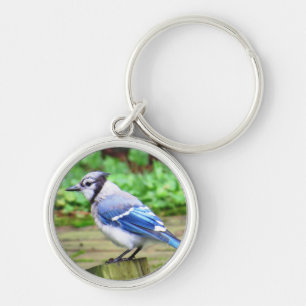Blue Jay Key Chain