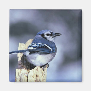 Blue jay magnet