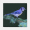 Blue Jay