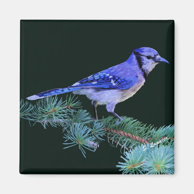 Blue Jay Magnet (Front)
