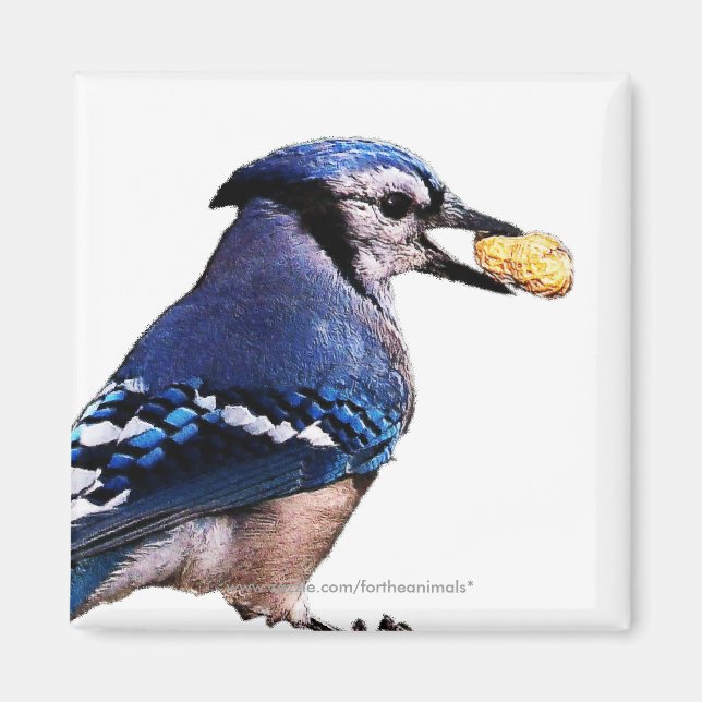 Blue-Jay -Magnet Magnet (Front)
