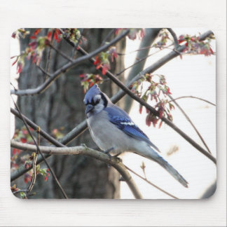 Blue jay mouse pad