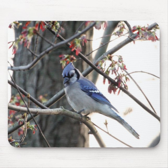 Blue jay mouse pad (Front)