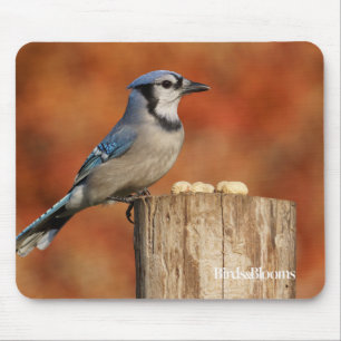 Blue Jay Mouse Pad