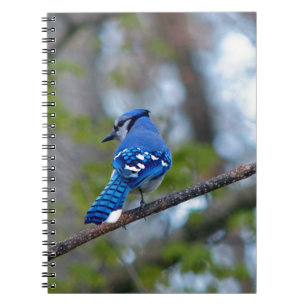 Blue Jay Notebook