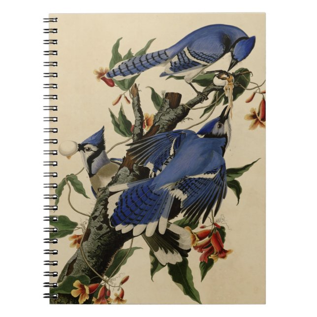 Blue Jay Notebook (Front)