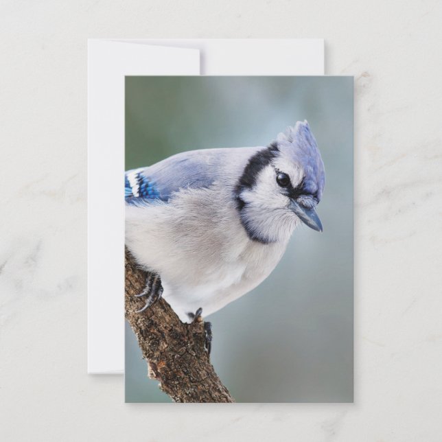 Blue Jay on a Branch Blank Note Card (Front)