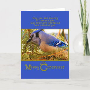 Blue Jay on Cedar Feeder w Fir Closeup Holiday Card
