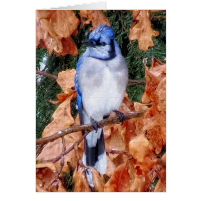 Blue Jay on Oak (Front)
