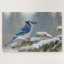 Blue Jay on Snowy Pine Branch