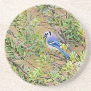 Blue Jay on Southern Wax Myrtle Coaster