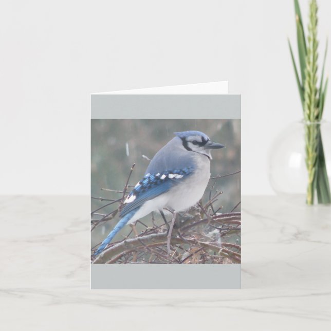 Blue Jay on tree branch Card (Front)