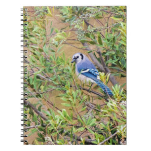 Blue Jay on Wax Myrtle Notebook