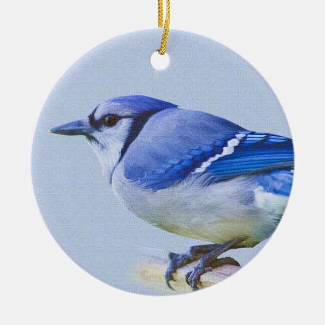 Blue Jay Ornament (Front)