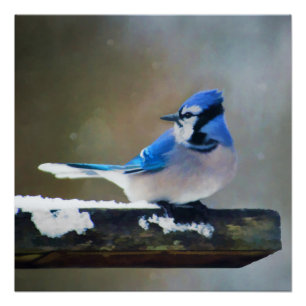 Blue Jay Painting - Original Bird Art Poster
