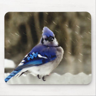 Blue Jay Photo Mouse Pad