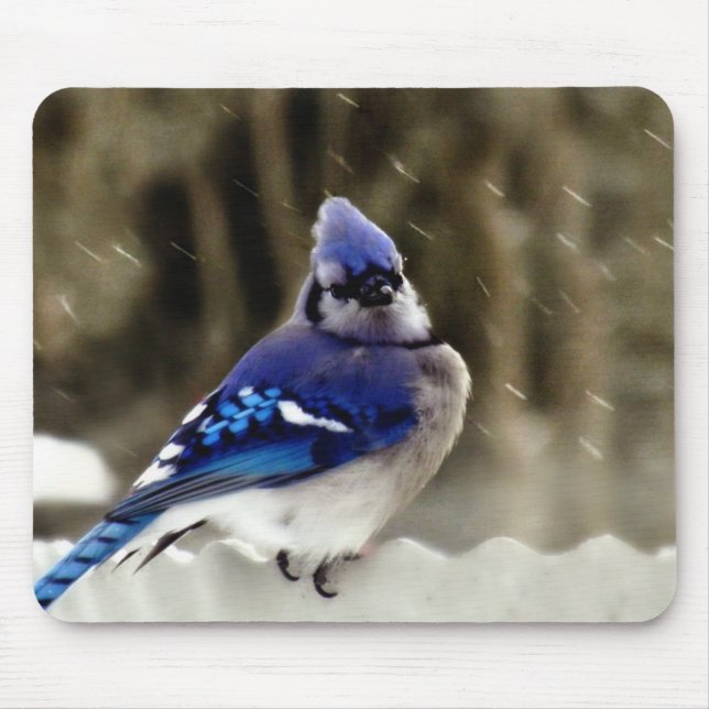 Blue Jay Photo Mouse Pad (Front)