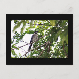 Blue Jay Photo Postcard